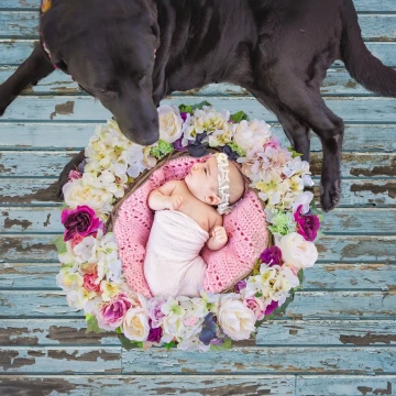 Meet Devon Simone and her best bud Remy ( Remy Martin).  I was so excited to use this wreath and to work with such a darling 6 week old girl! Devon Simone was so curious of her surroundings. 